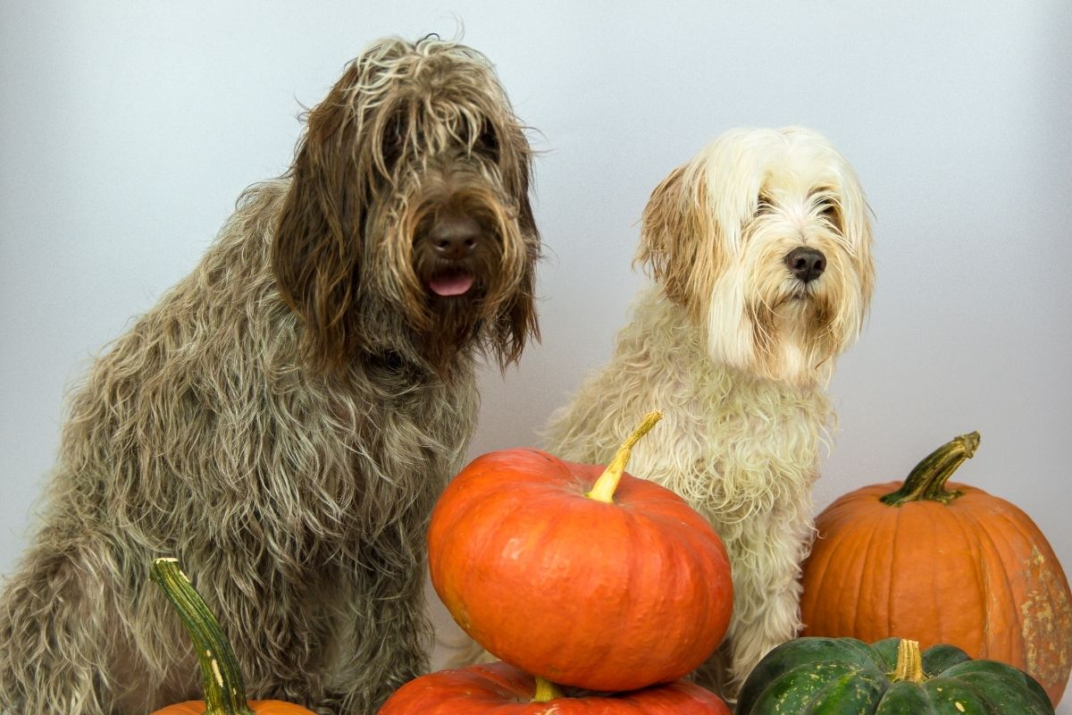 Can Dogs Eat Pumpkin? Pros and Cons
